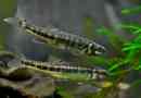 Minnow